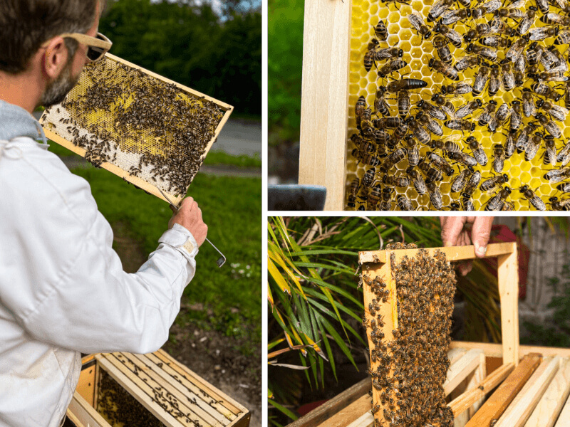 Logistik und Bienen